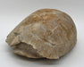 In Stone Fossils 