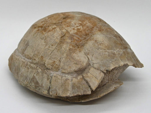 In Stone Fossils 