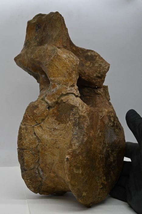 Hadrosaur Dorsal Vertebra | Montana