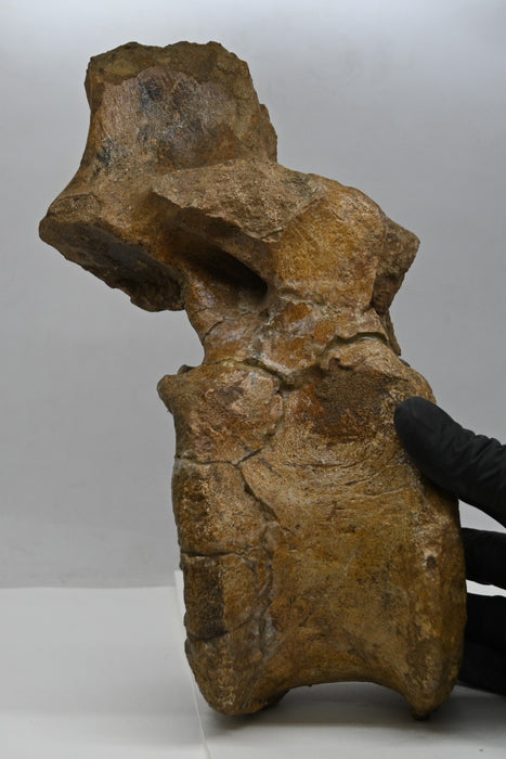 Hadrosaur Dorsal Vertebra | Montana