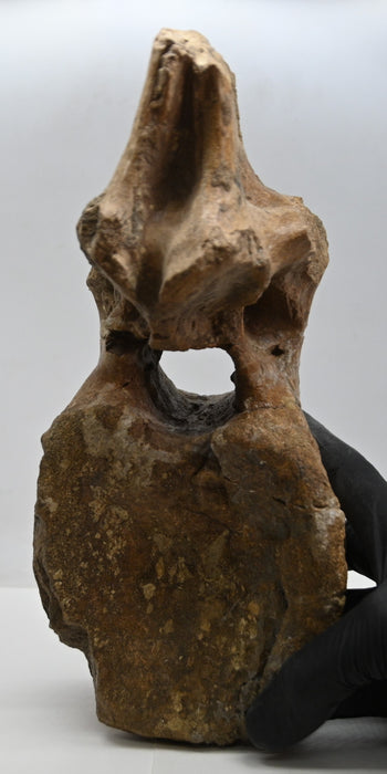 Hadrosaur Dorsal Vertebra | Montana