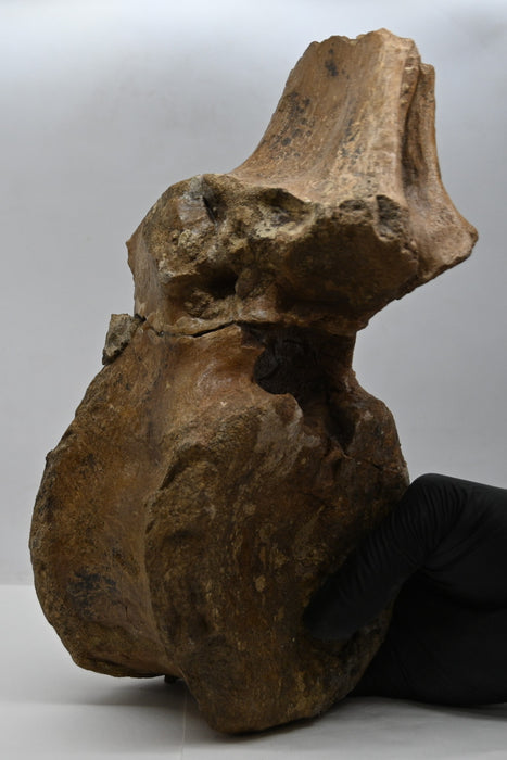 Hadrosaur Dorsal Vertebra | Montana