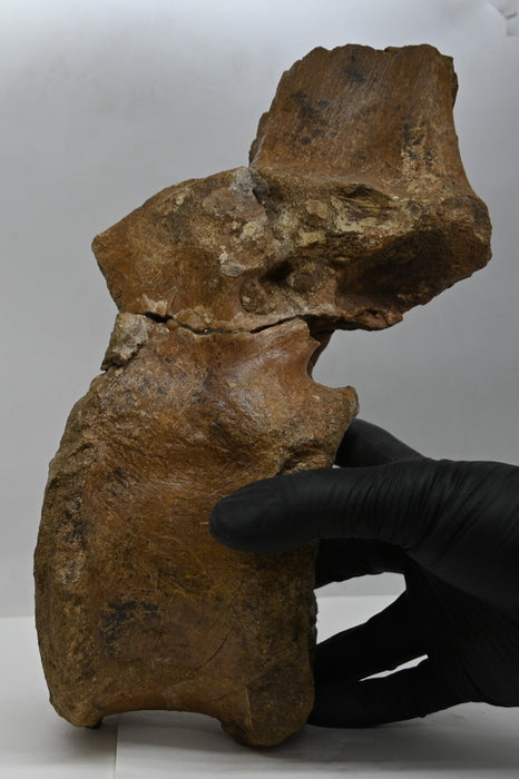 Hadrosaur Dorsal Vertebra | Montana