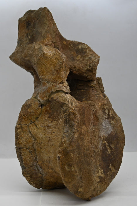 Hadrosaur Dorsal Vertebra | Montana