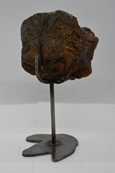 Hadrosaur Caudal (Tail) Vertebra on Stand | Montana