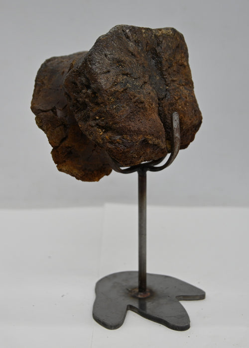 Hadrosaur Caudal (Tail) Vertebra on Stand | Montana