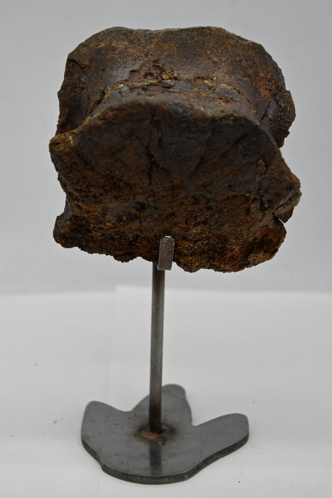 Hadrosaur Caudal (Tail) Vertebra on Stand | Montana