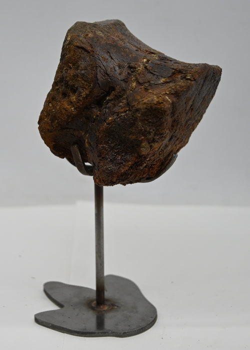 Hadrosaur Caudal (Tail) Vertebra on Stand | Judith River Formation | Montana