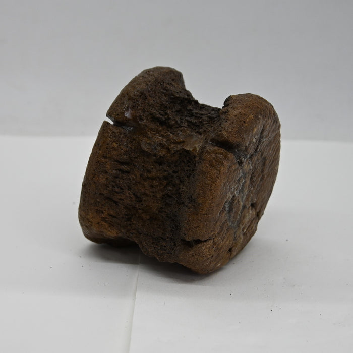 Hadrosaur Caudal (Tail) Vertebra | Judith River Formation | Montana