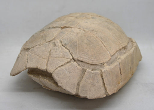 In Stone Fossils 