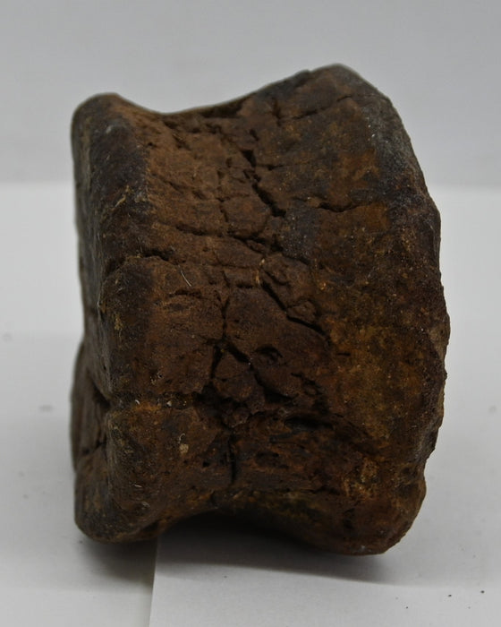 Hadrosaur Caudal (Tail) Vertebra | Montana