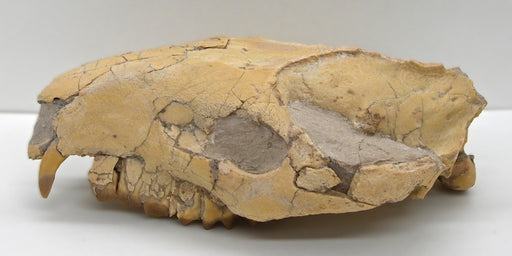 In Stone Fossils 