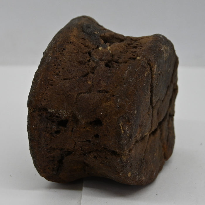 Hadrosaur Caudal (Tail) Vertebra | Montana