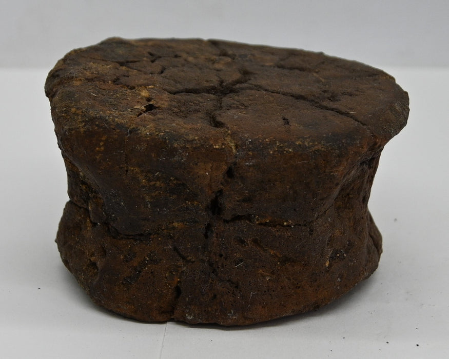 Hadrosaur Caudal (Tail) Vertebra | Montana