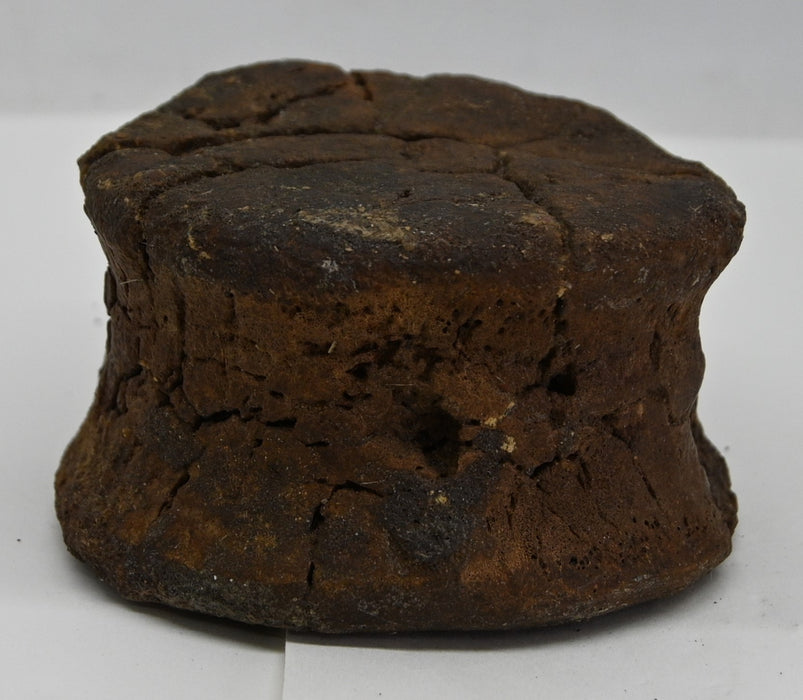 Hadrosaur Caudal (Tail) Vertebra | Montana