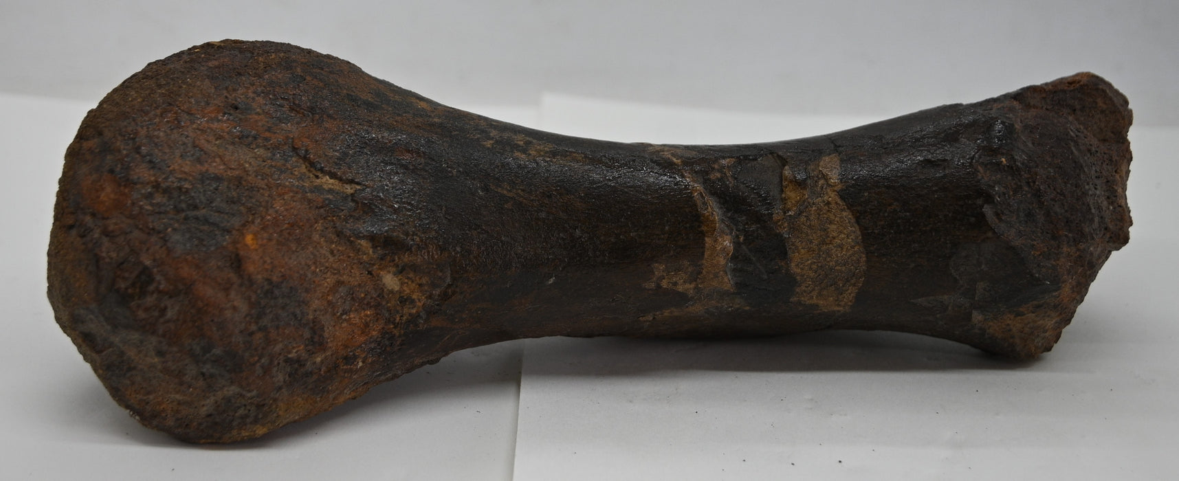 Juvenile Hadrosaur Metatarsal (IV) Bone | Montana