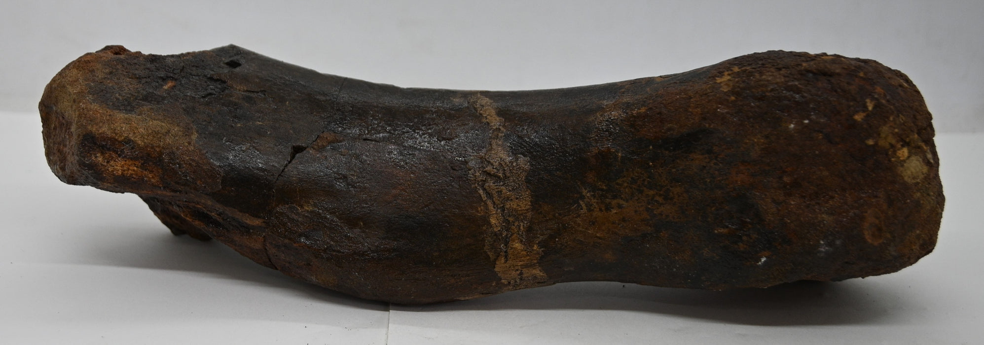 Juvenile Hadrosaur Metatarsal (IV) Bone | Montana