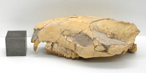 In Stone Fossils 