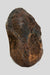 In Stone Fossils 