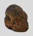 In Stone Fossils 