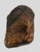In Stone Fossils 