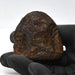 In Stone Fossils 