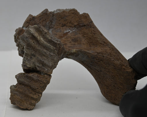 In Stone Fossils 