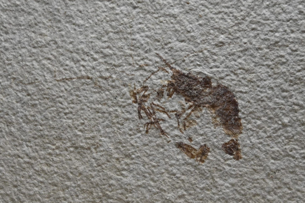 Fossil Shrimp w/ Heavily Disarticulated Fish | Green River Formation | Wyoming