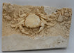 In Stone Fossils 
