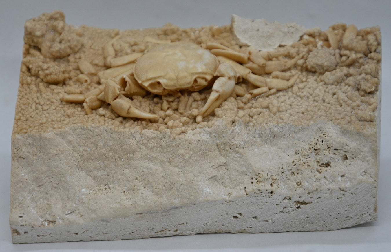 Crustaceans & Eurypterids