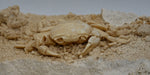 In Stone Fossils 