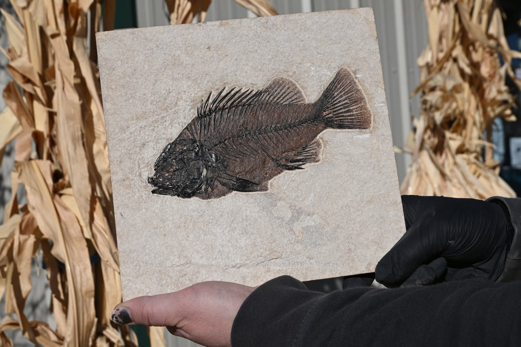 7.5" Priscacara serrata Fossil Fish | Green River Formation | Natural Specimen