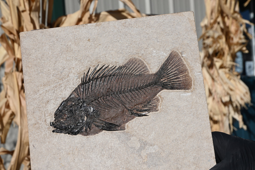 7.5" Priscacara serrata Fossil Fish | Green River Formation | Natural Specimen