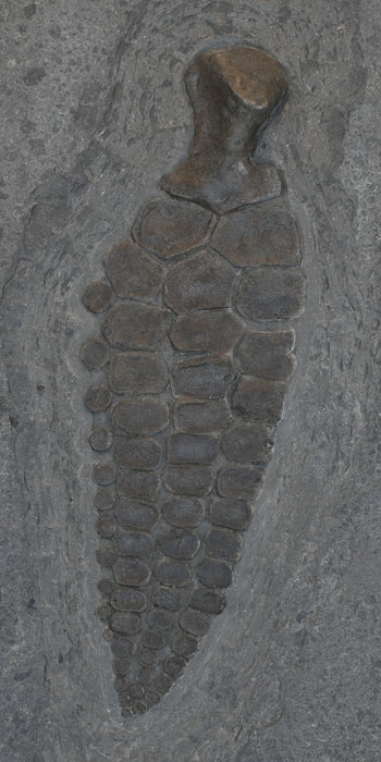 Ichthyosaur Paddle | Germany