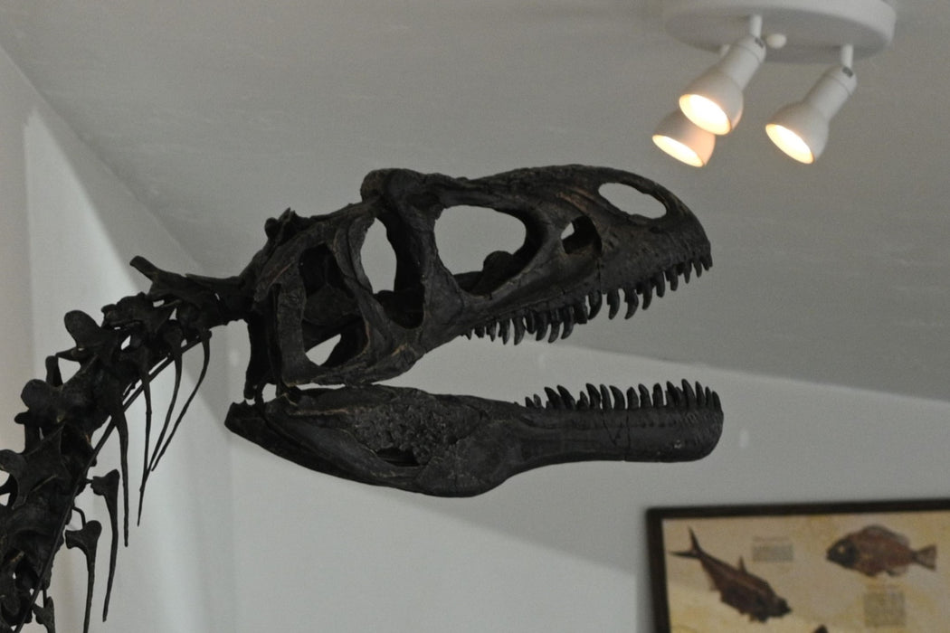 Juvenile Allosaurus Skeleton Replica