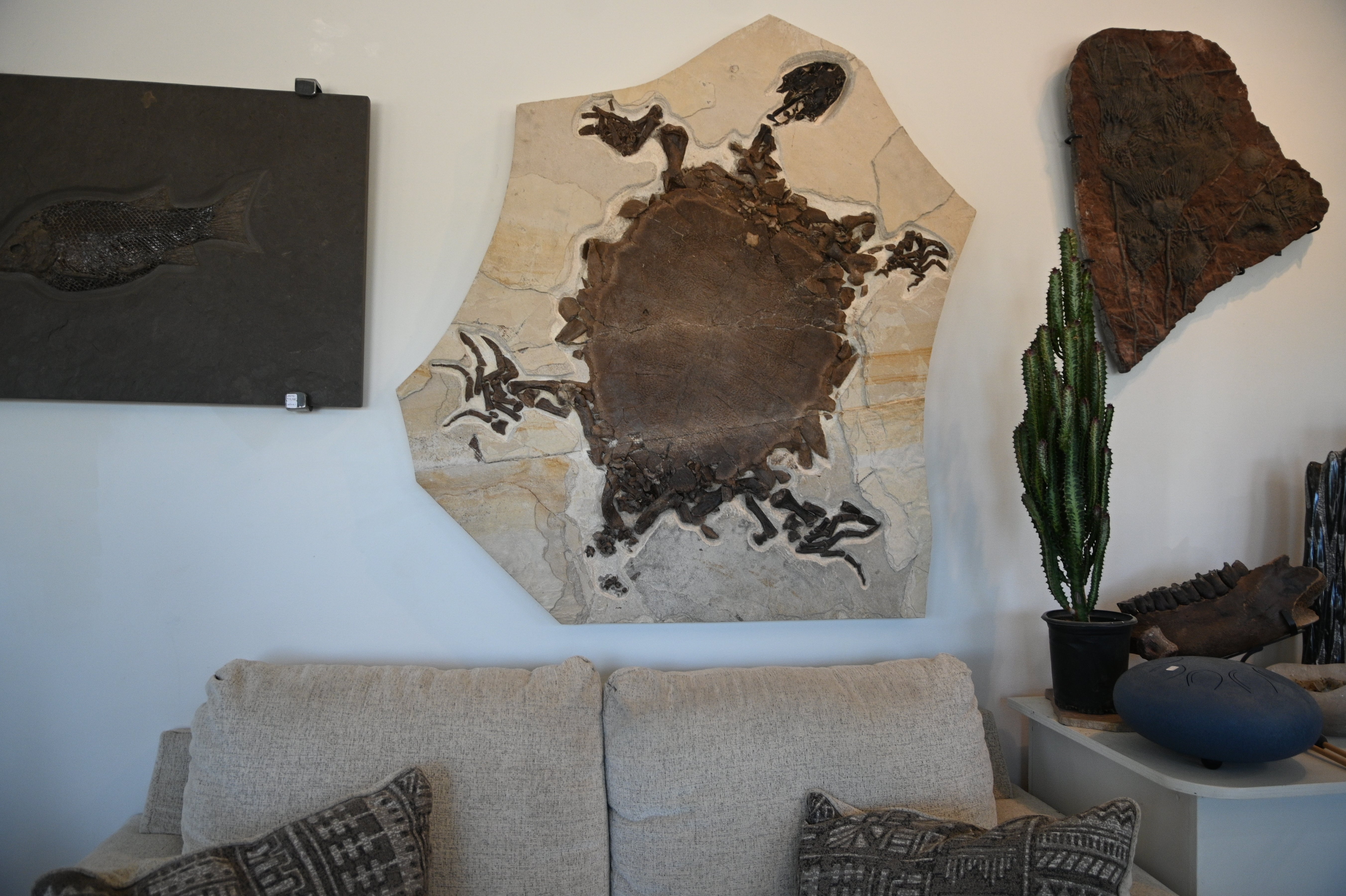 Rare Adult Axestemys byssinus Turtle | Green River Formation