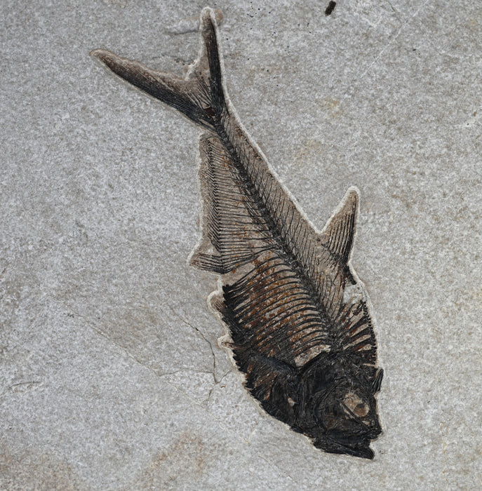 Double Cockerellites liops and Diplomystus dentatus | 100% Natural | Green River Formation | Wyoming