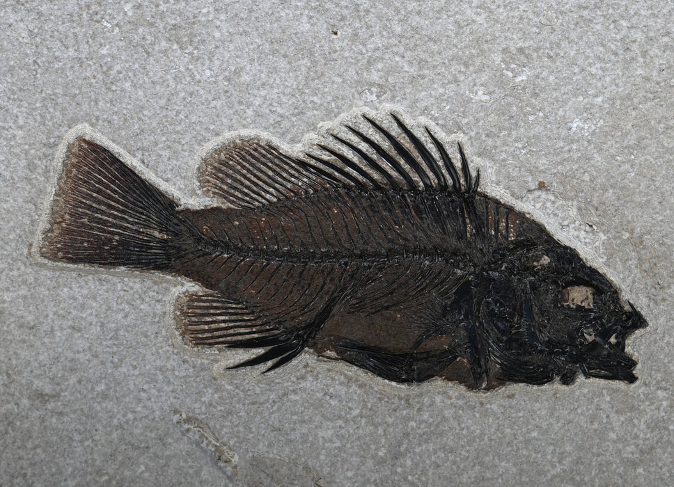 Double Cockerellites liops and Diplomystus dentatus | 100% Natural | Green River Formation | Wyoming