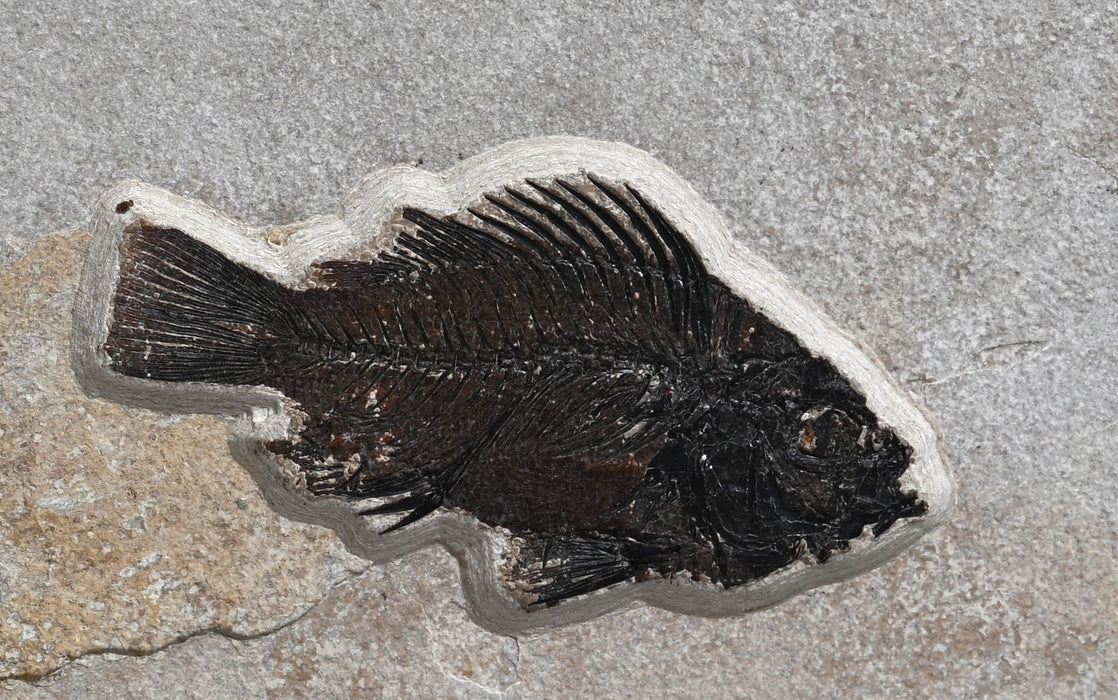 Double Cockerellites liops and Diplomystus dentatus | 100% Natural | Green River Formation | Wyoming