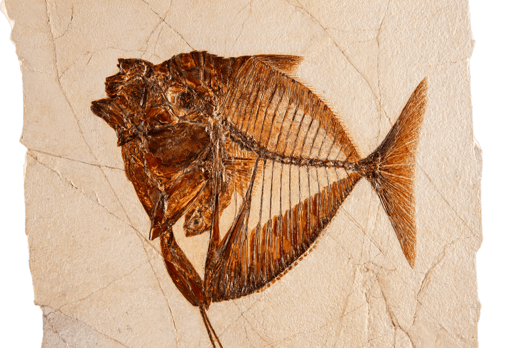 Rare Monte Bolca Fossil Fish | Mene rhombea | Italy