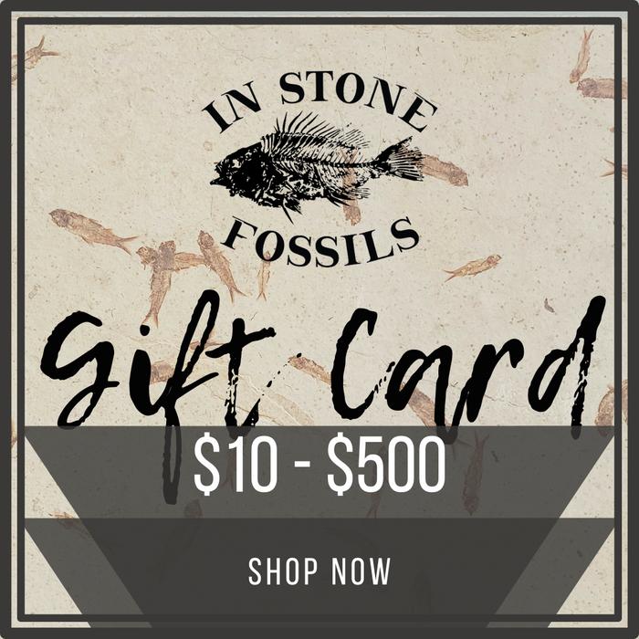 In Stone Fossils Gift Card