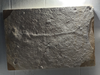 In Stone Fossils 