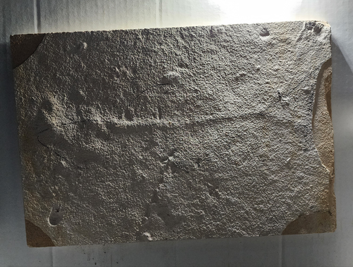 In Stone Fossils 