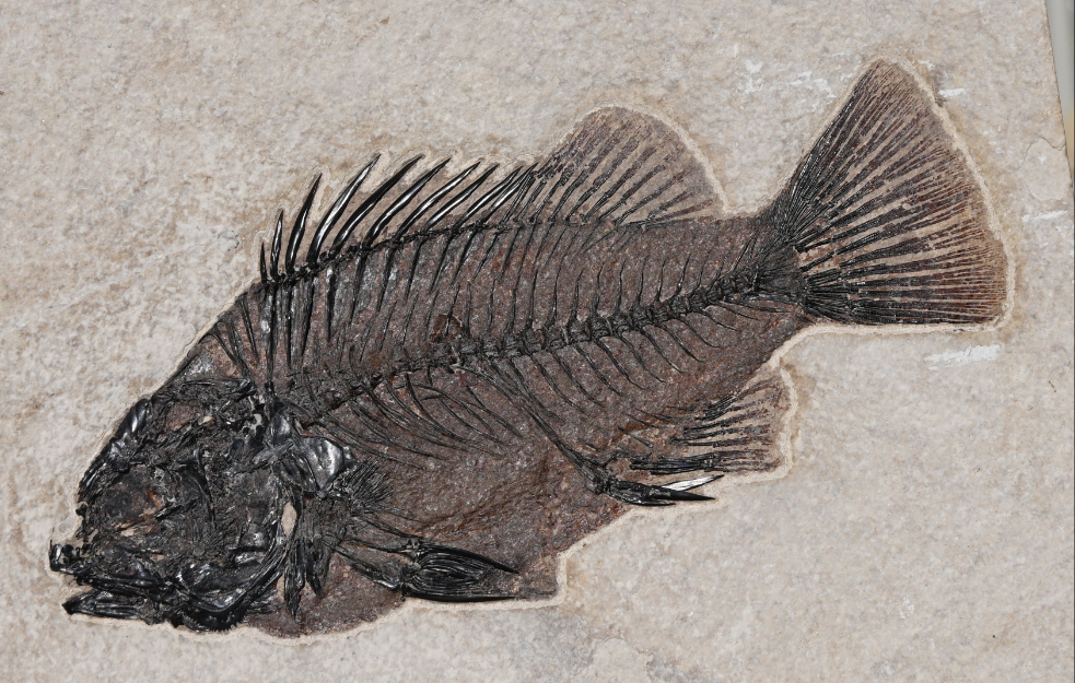 7.5" Priscacara serrata Fossil Fish | Green River Formation | Natural Specimen