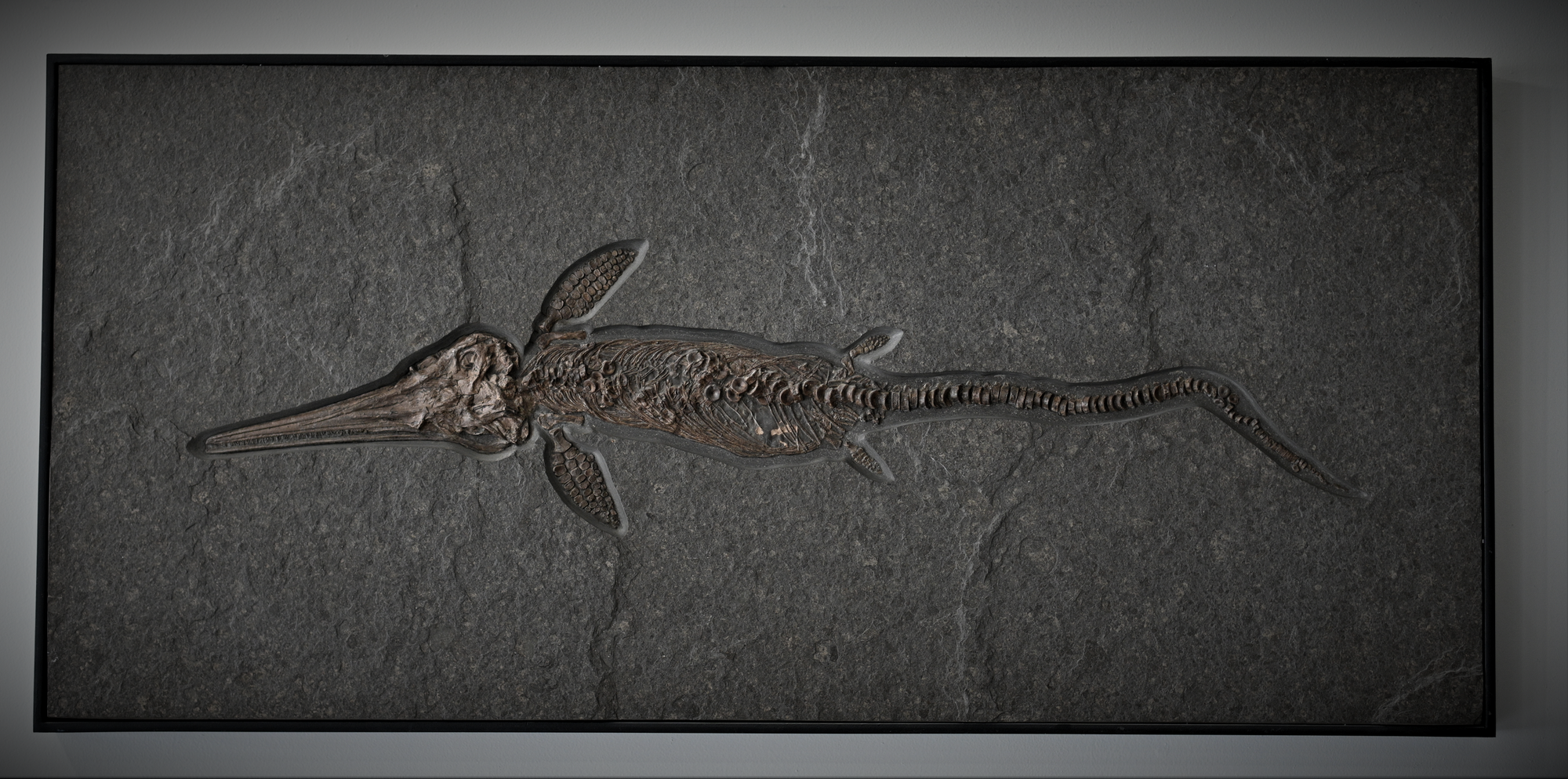 Juvenile Ichthyosaur fossil from Holzmaden Germany, Jurassic aged ancient sea life.
