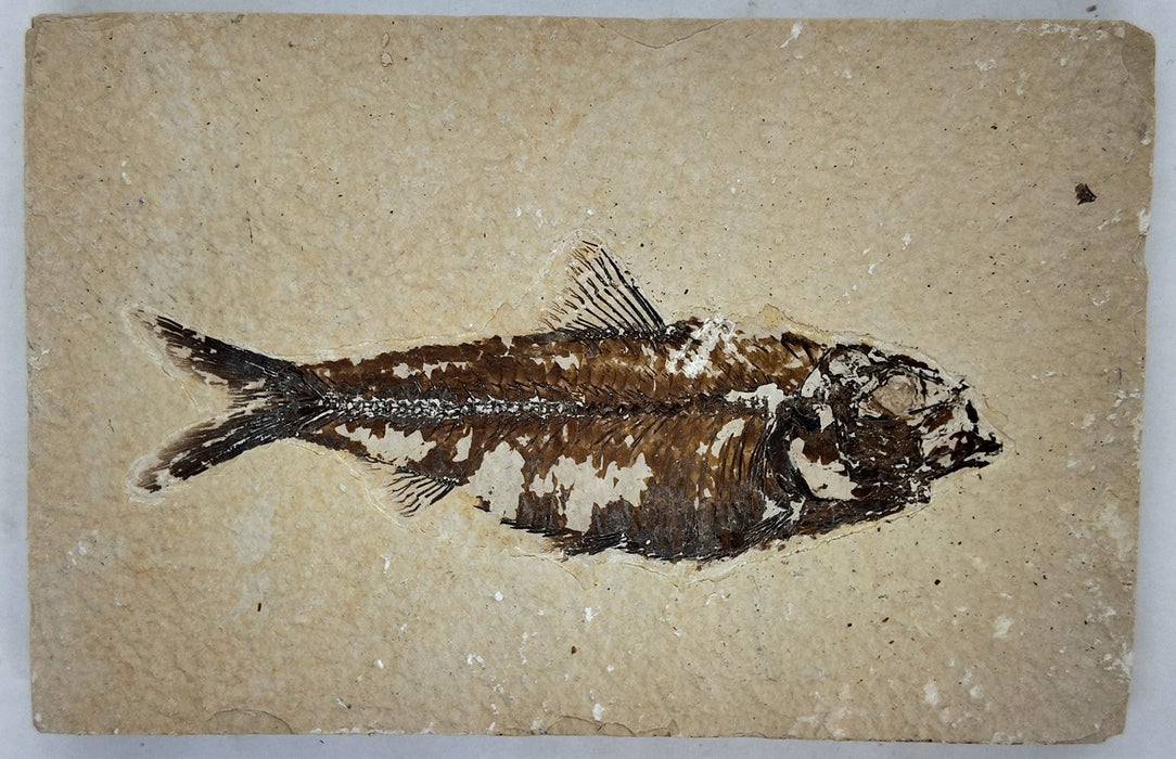 4.75" Knightia eocaena | 100% Natural | Green River Formation | Wyoming