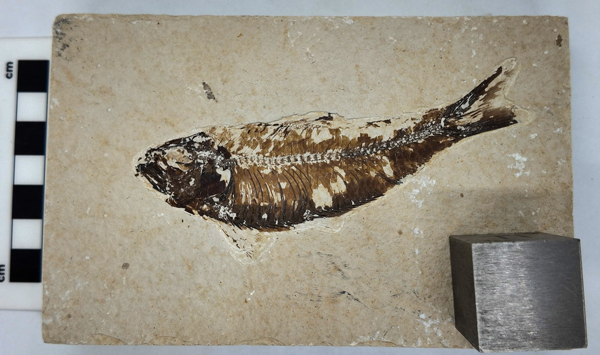 4.25" Knightia eocaena | 100% Natural | Green River Formation | Wyoming