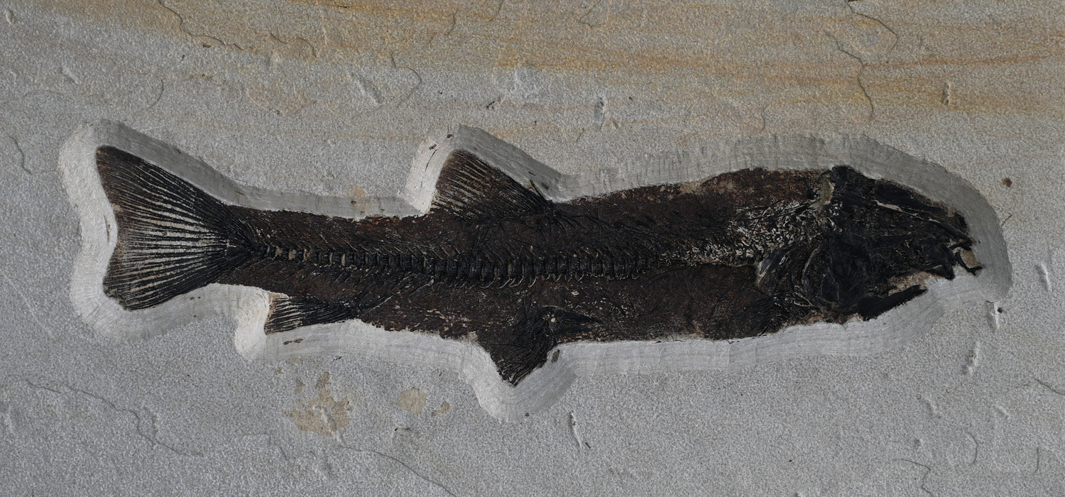 Notogoneus osculus and Diplomystus dentatus | 100% Natural | Green River Formation | Wyoming