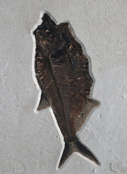 Notogoneus osculus and Diplomystus dentatus | 100% Natural | Green River Formation | Wyoming