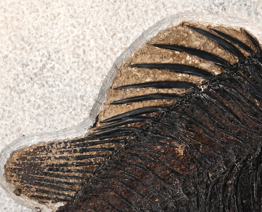 11" A++ Quality Priscacara serrata Fossil Fish | Green River Formation | Natural Specimen